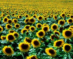 Tapeta Nature Flowers 631.jpg